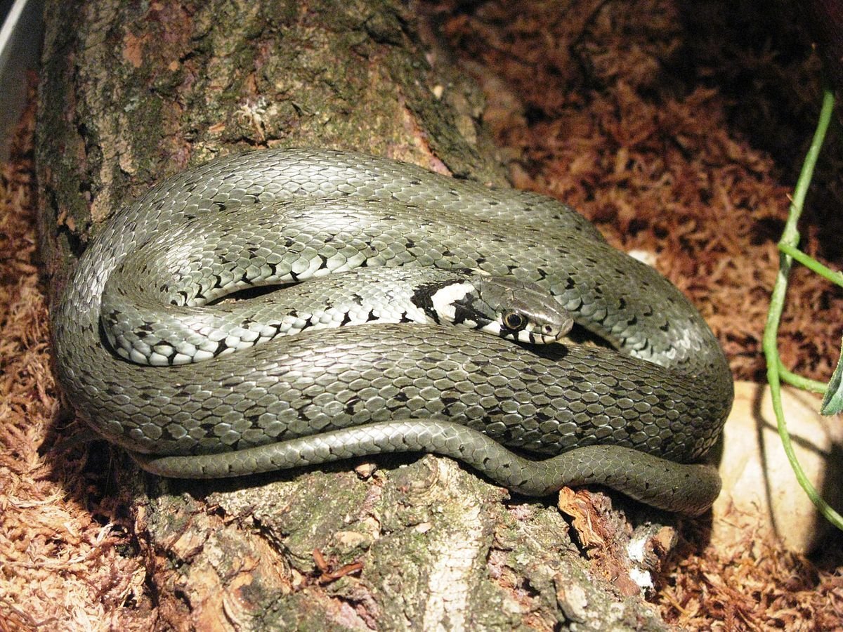 Уж обыкновенный (лат. Natrix Natrix)