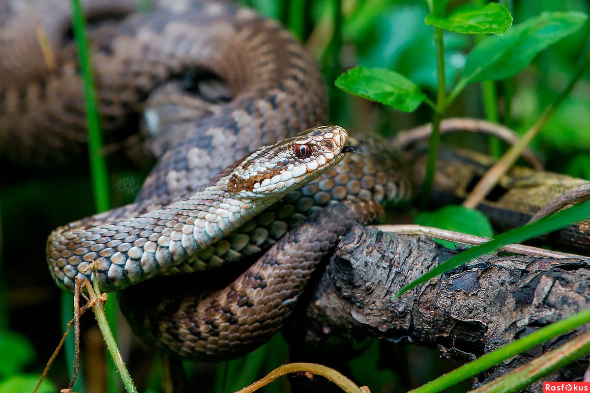 Обыкновенная гадюка