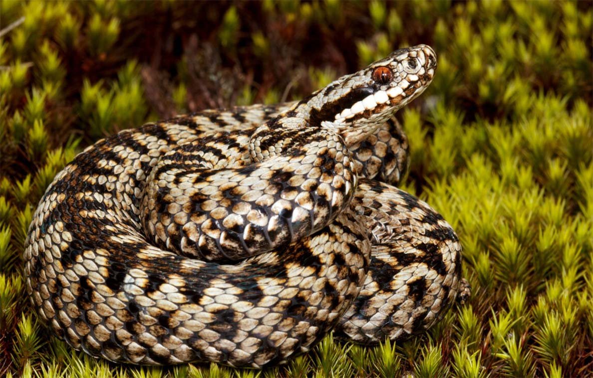 Змеи гадюка обыкновенная