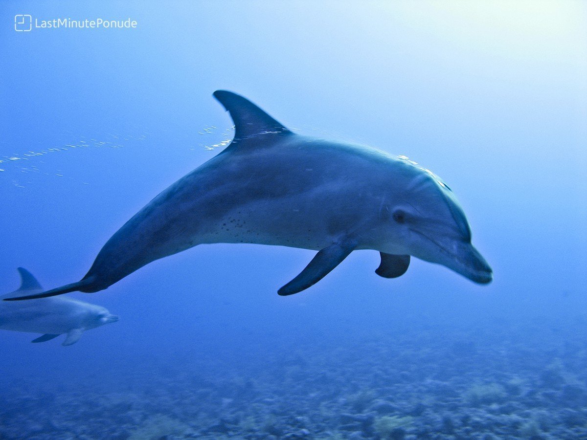 Дельфины живут лет. Дельфин Азовка. Вакита морская свинья. Дельфин-Афалина Тенерифе. Греческий Дельфин.