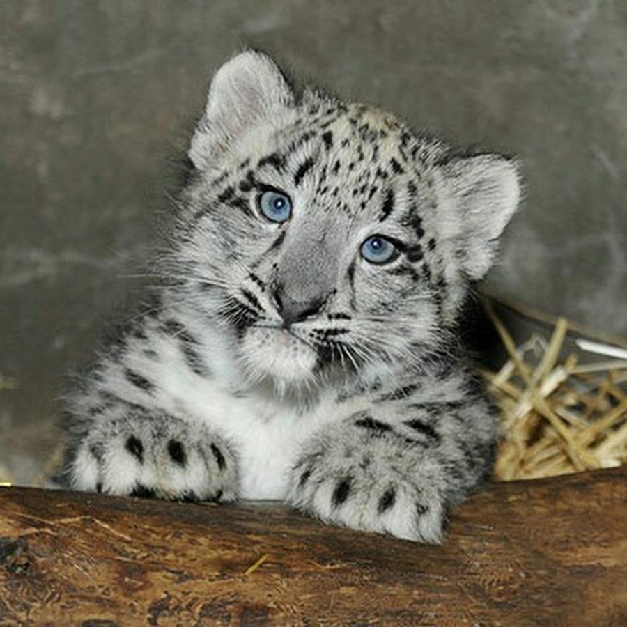 Ирбис снежный Барс арт