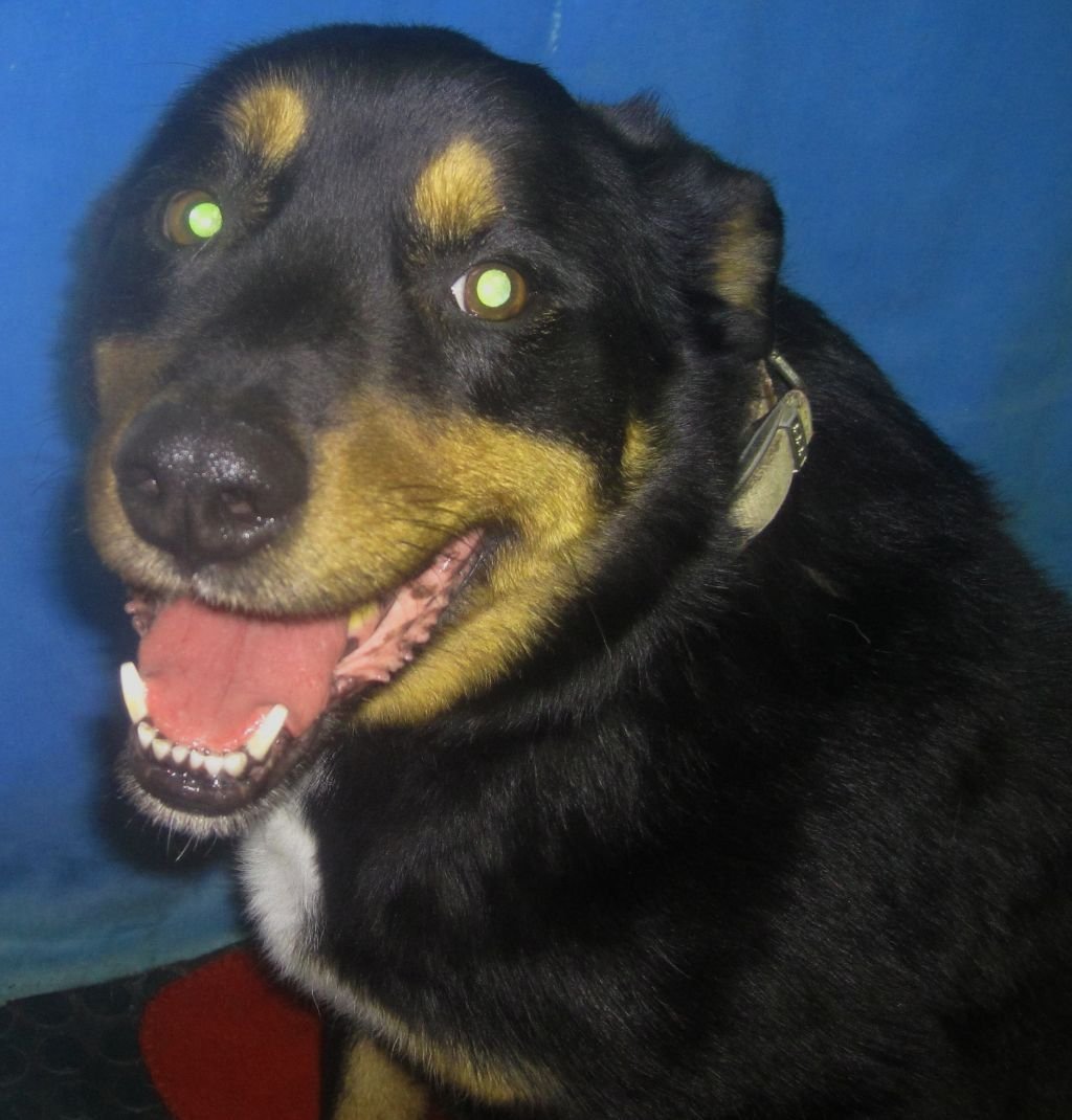 Метис ротвейлера и дворняги