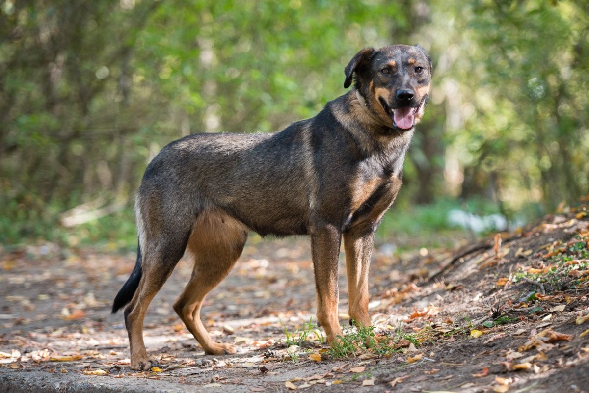 Ротвейлер и зенненхунд