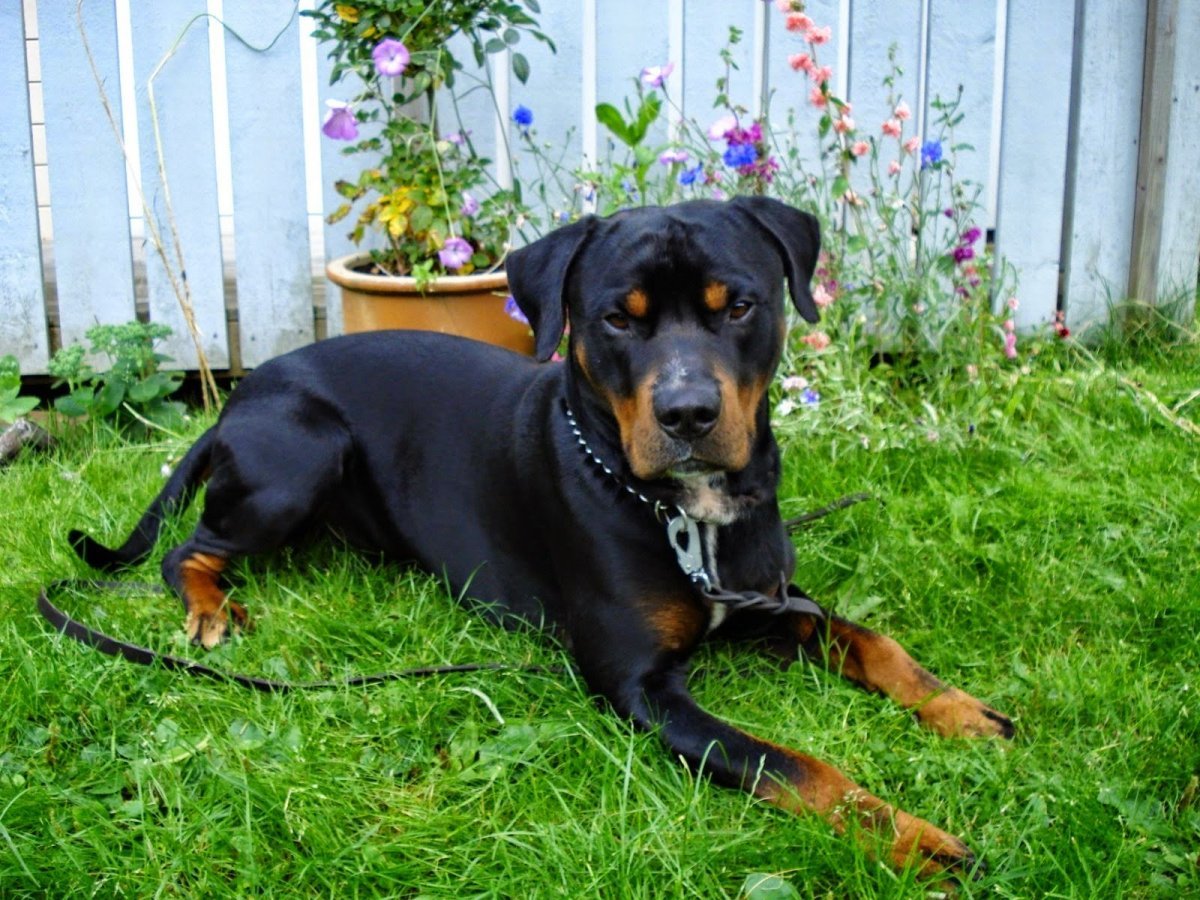 Ротвейлер служебная собака