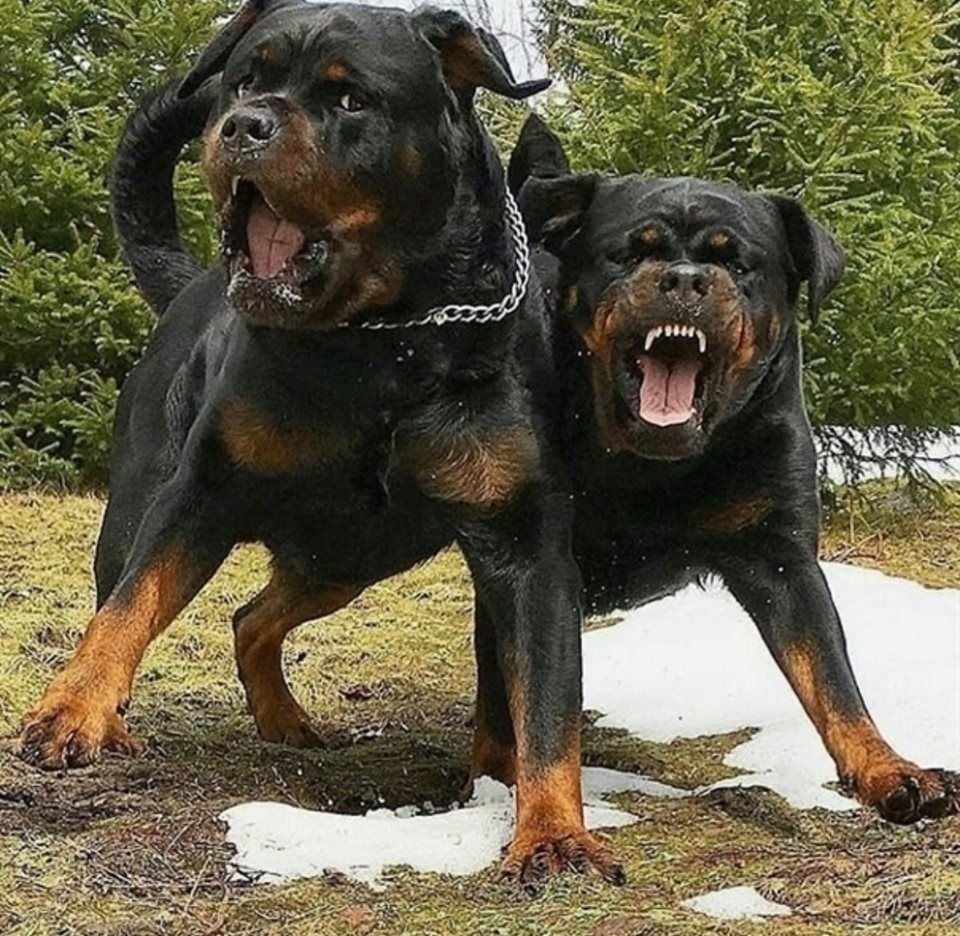 Ротвейлер и Доберман , Босерон