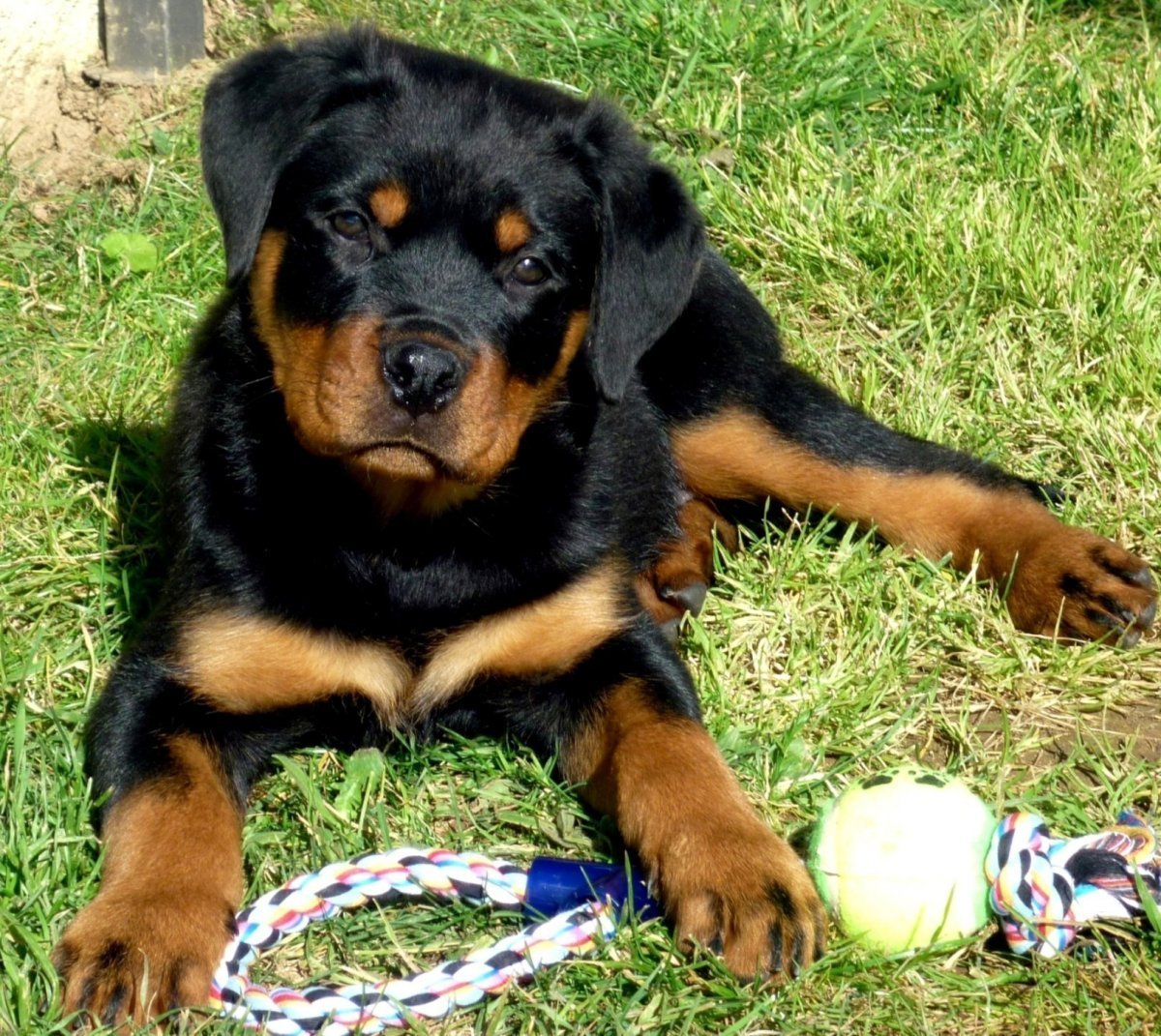 Бордер колли серый ротвейлер