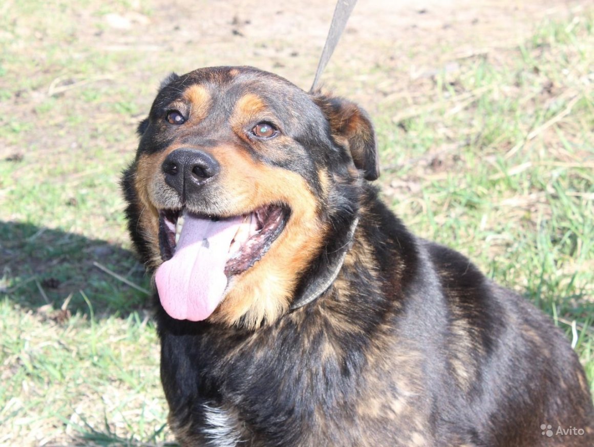 Метис ротвейлера