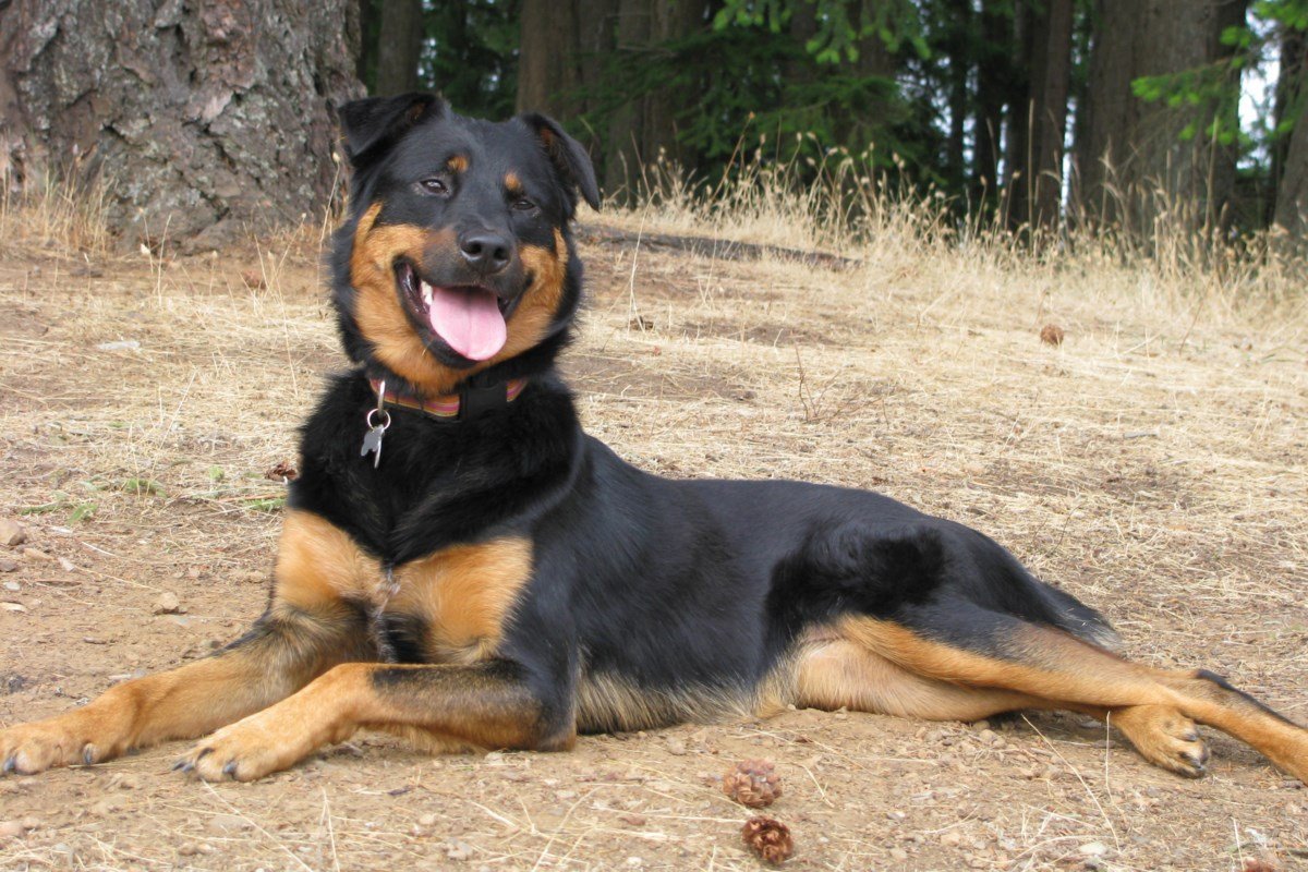 Ротвейлер и колли