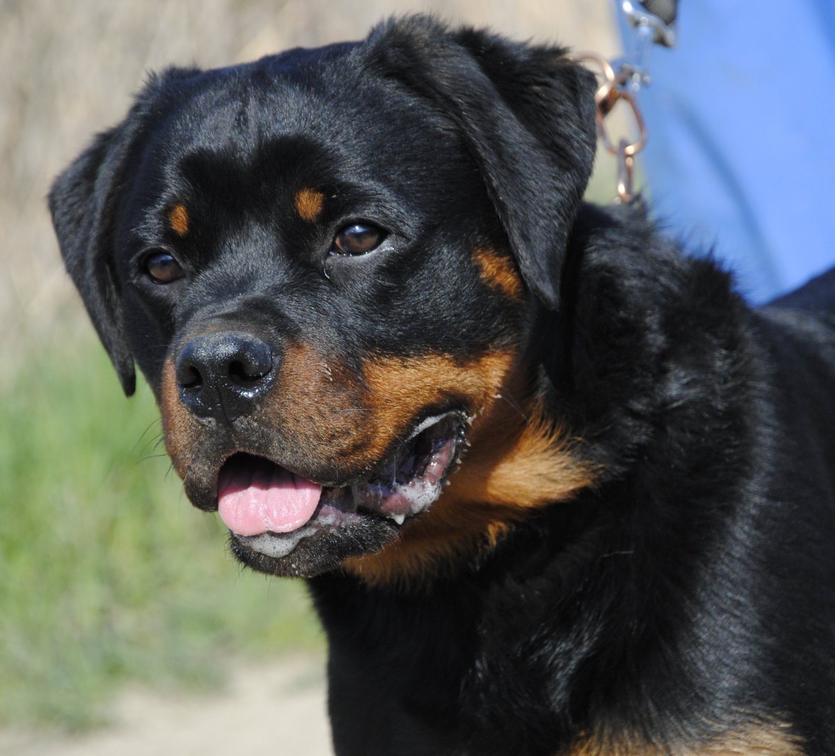 Ягдтерьер щенки