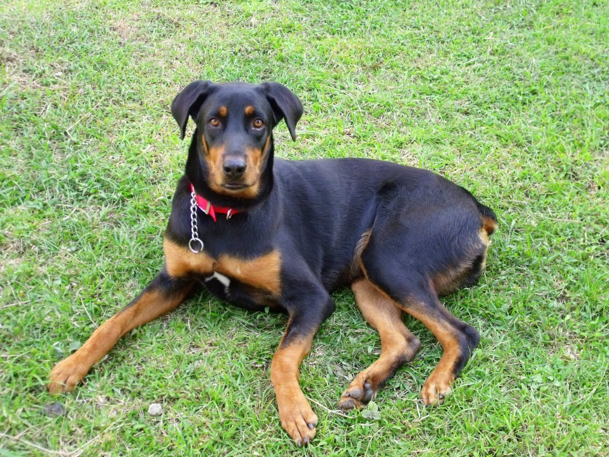 Золотистый ротвейлер