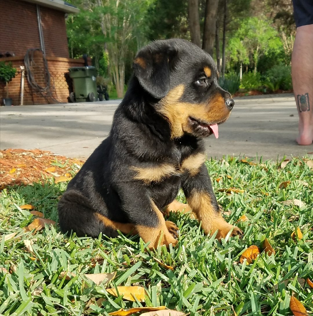 Ротвейлер дворняга