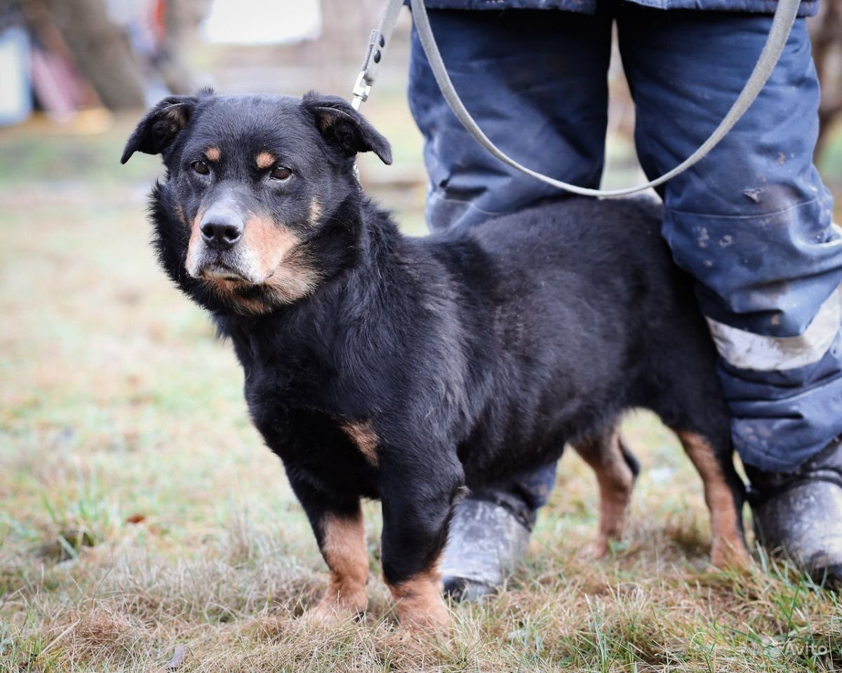 Собака ротвейлер ротвейлер