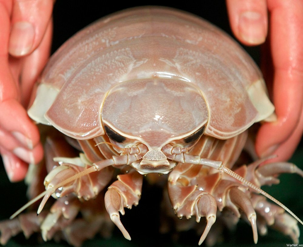 Чесапикский залив изоподы