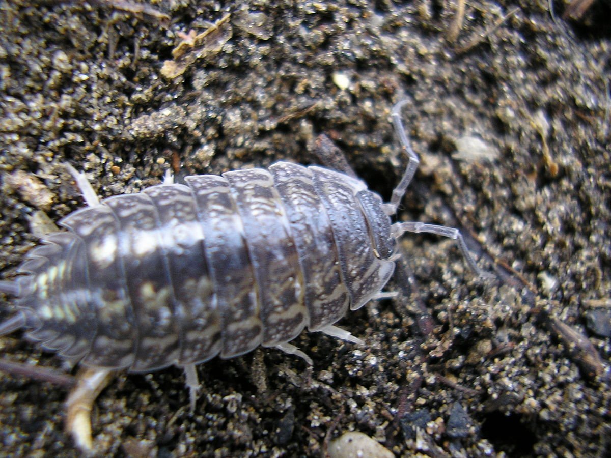 Сороконожка мухоловка тараканы