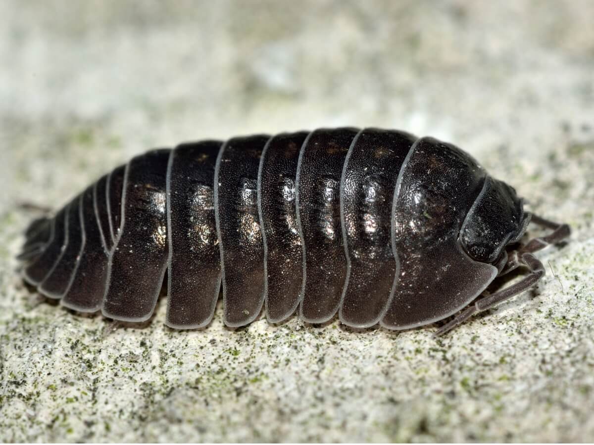 Сороконожка Крымская мухоловка