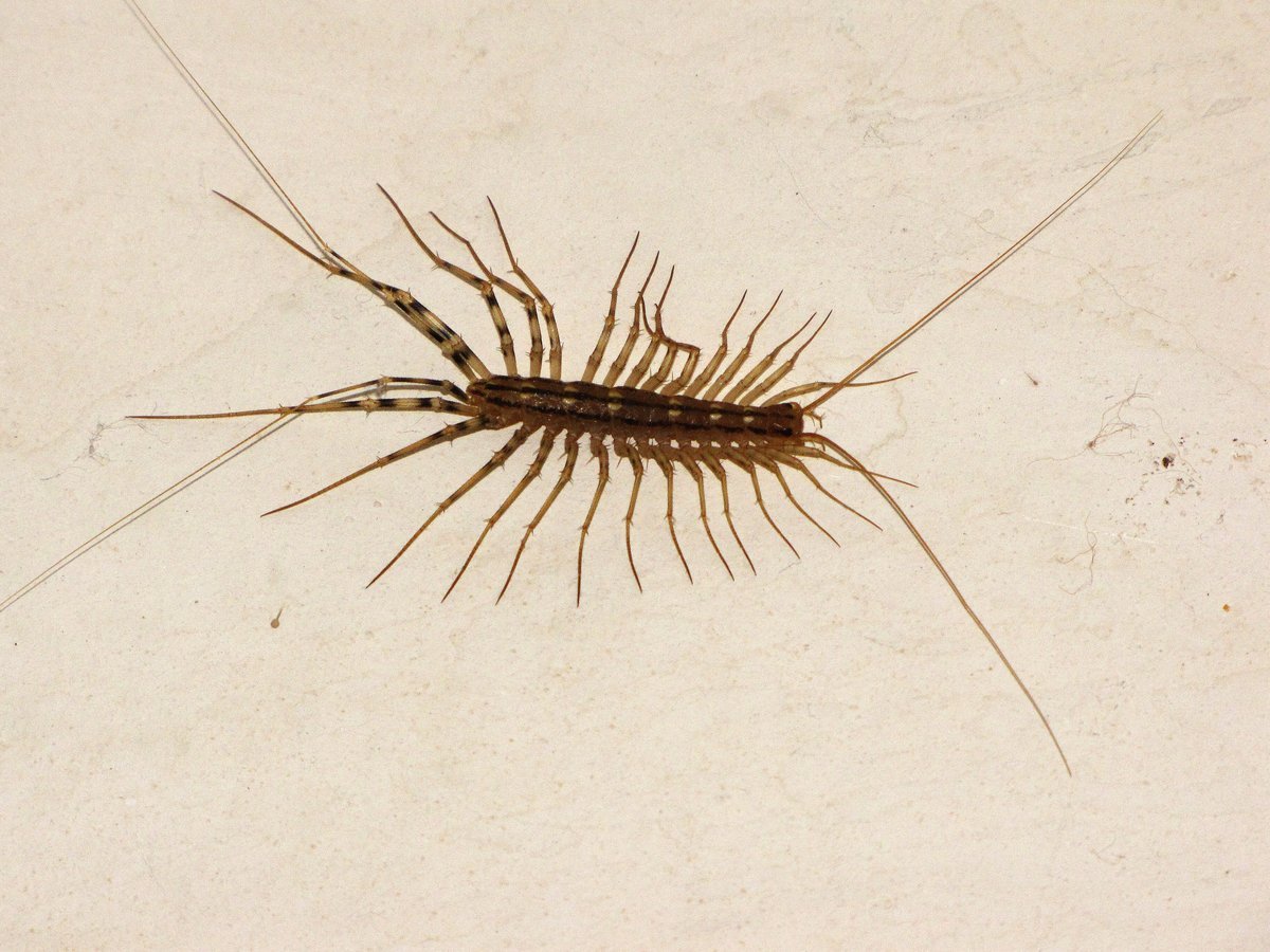 Мокрицы Armadillidium vulgare