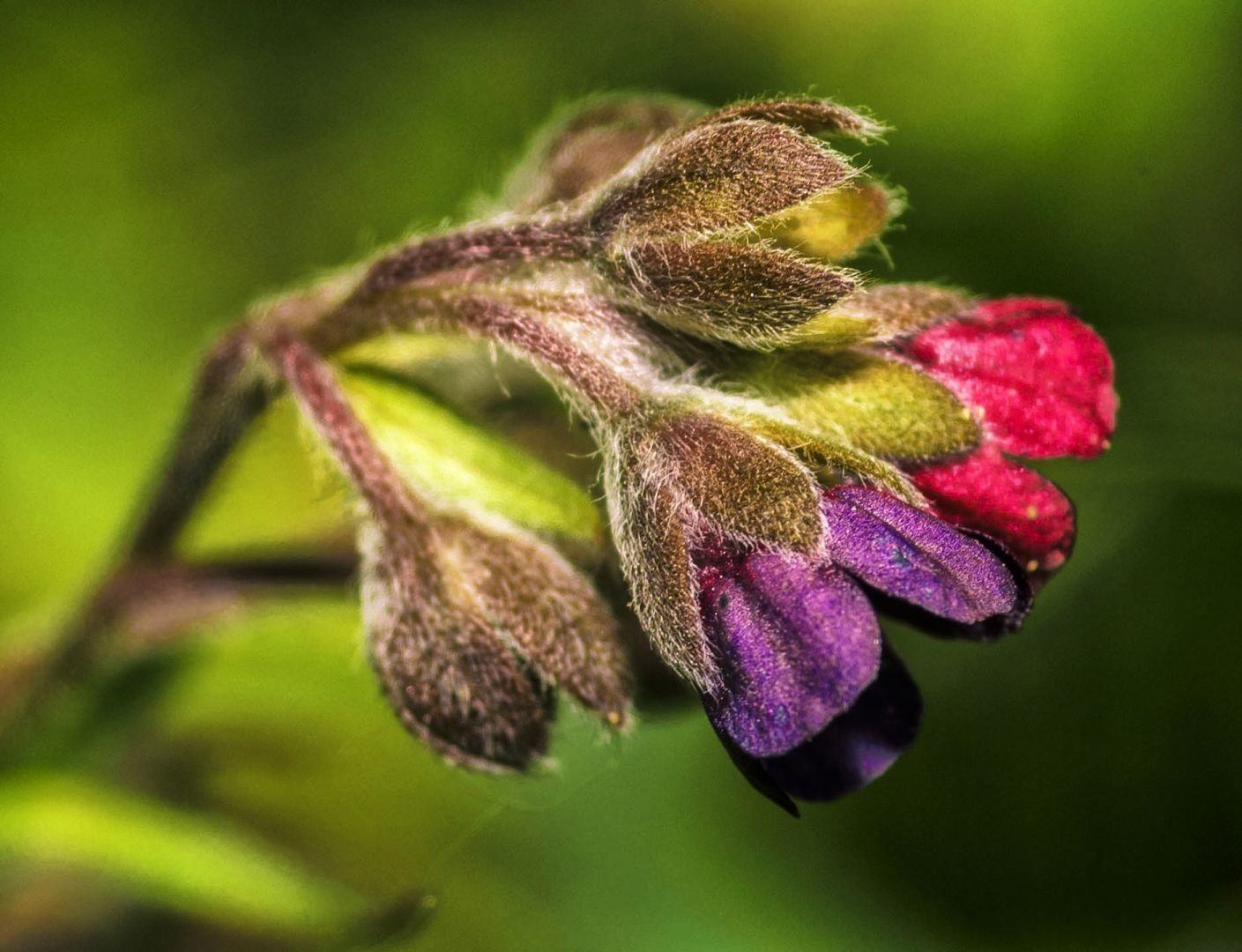 Медуница цветок Луговой