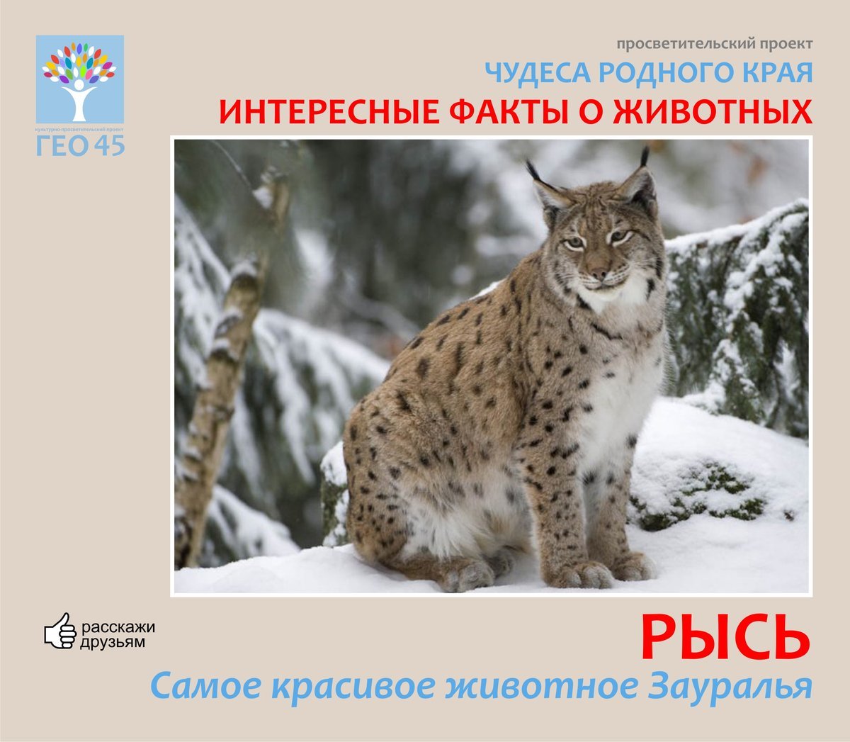 Животные родного края