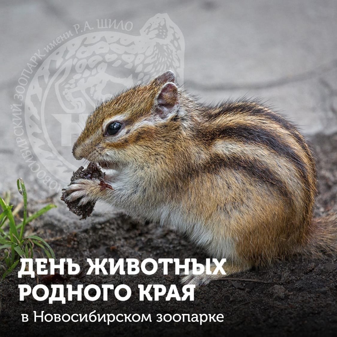 Байкальский Баргузинский Соболь