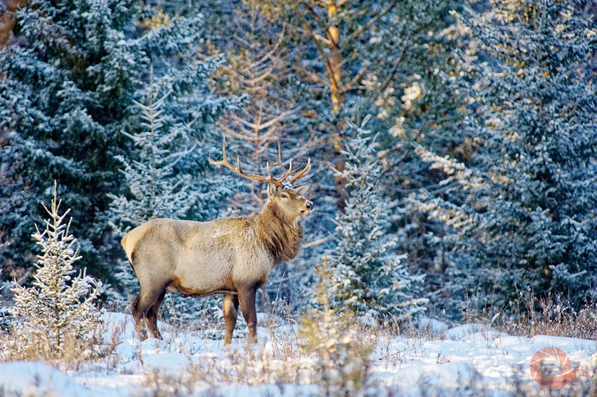 Соболь - martes zibellina