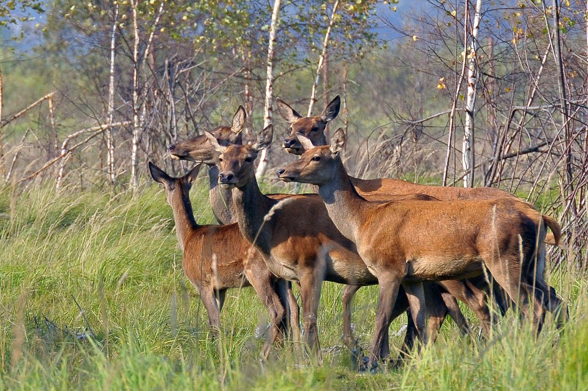 Животный мир России