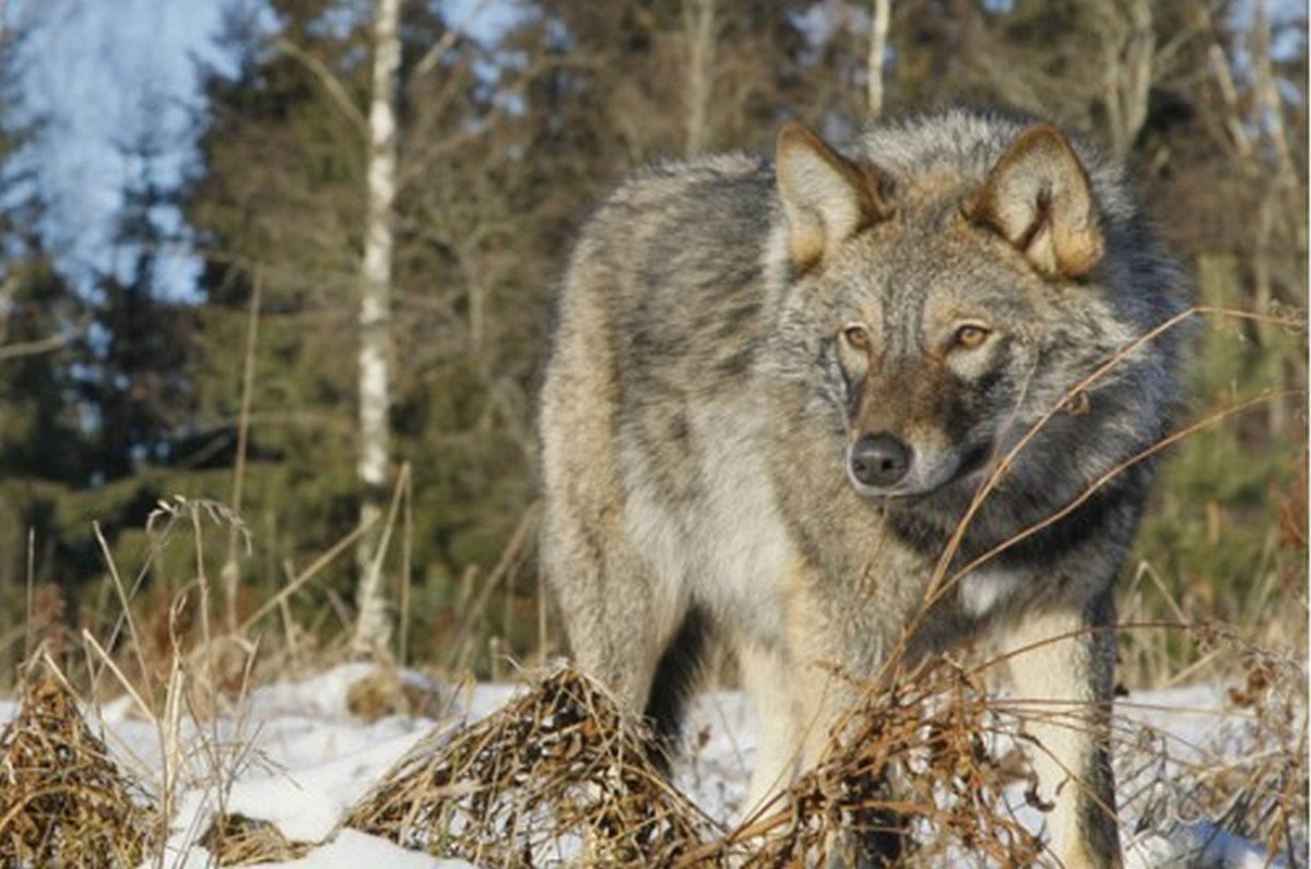 Презентация на тему медведь