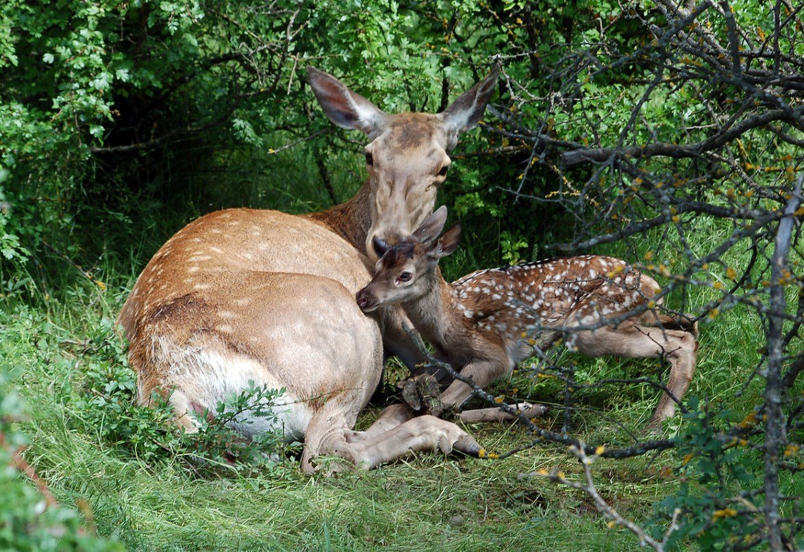 Рисунок на тему животный мир