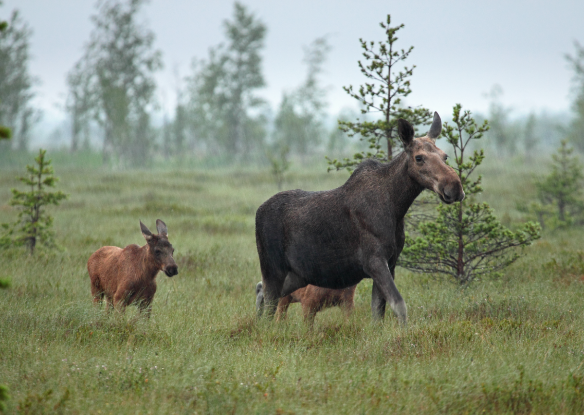 Полистовский заповедник Псковская область животные