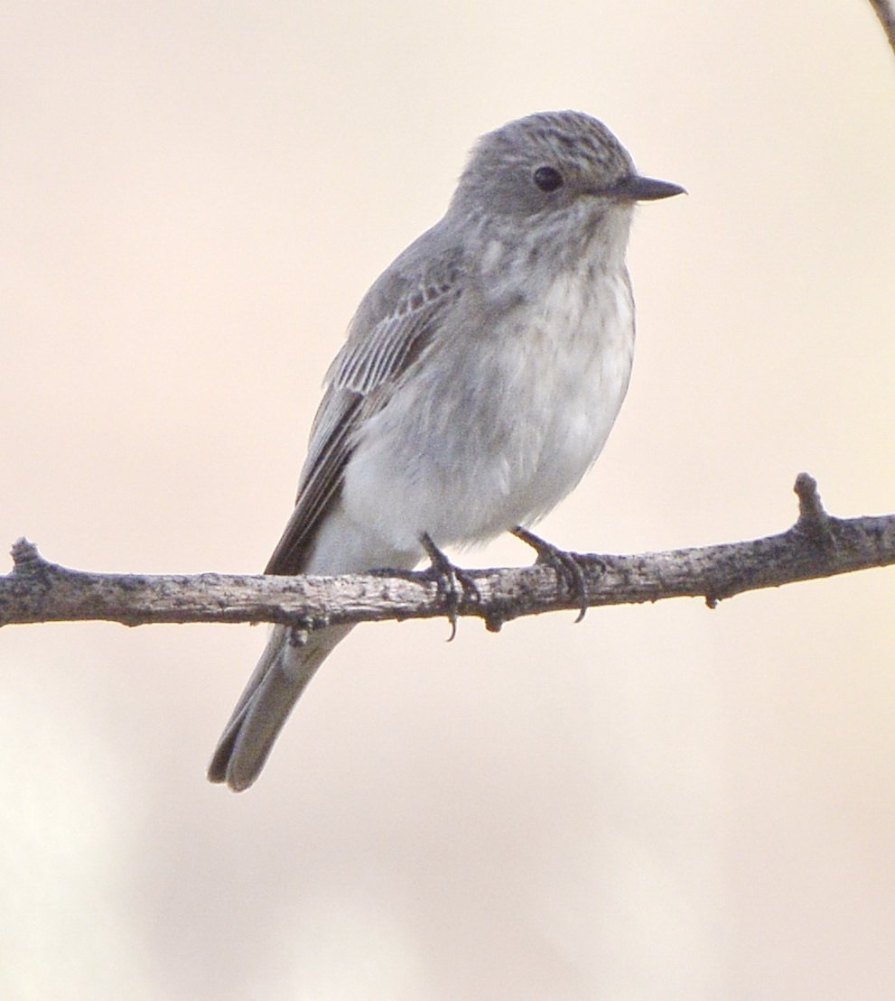 Серая мухоловка