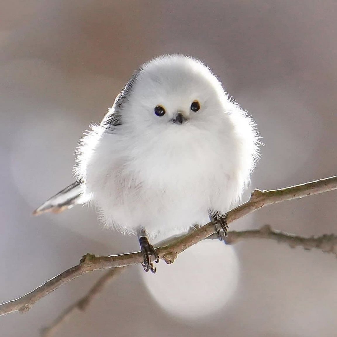 Сойка серая