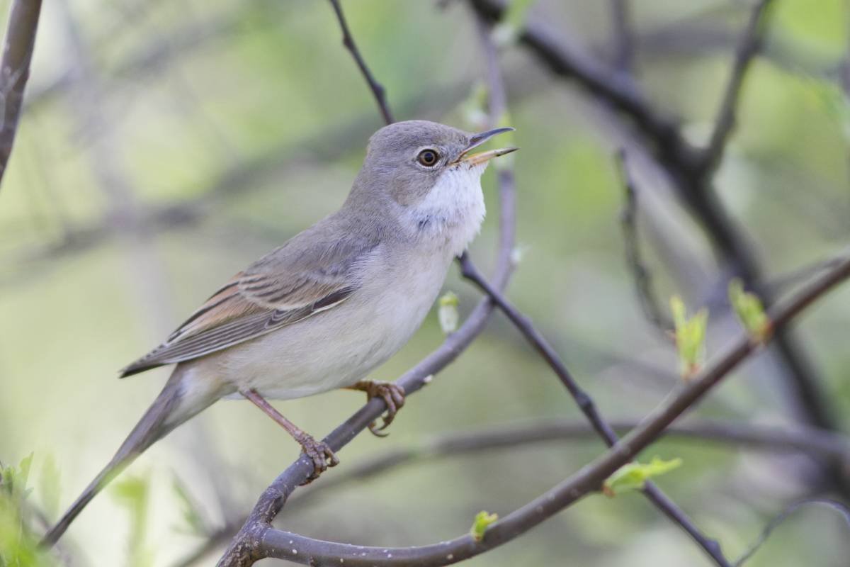 Пепельная мухоловка