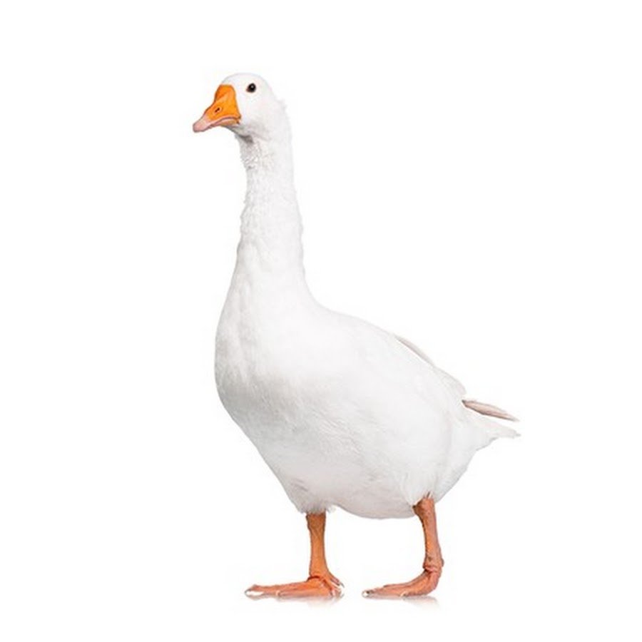 Страшный Кусь