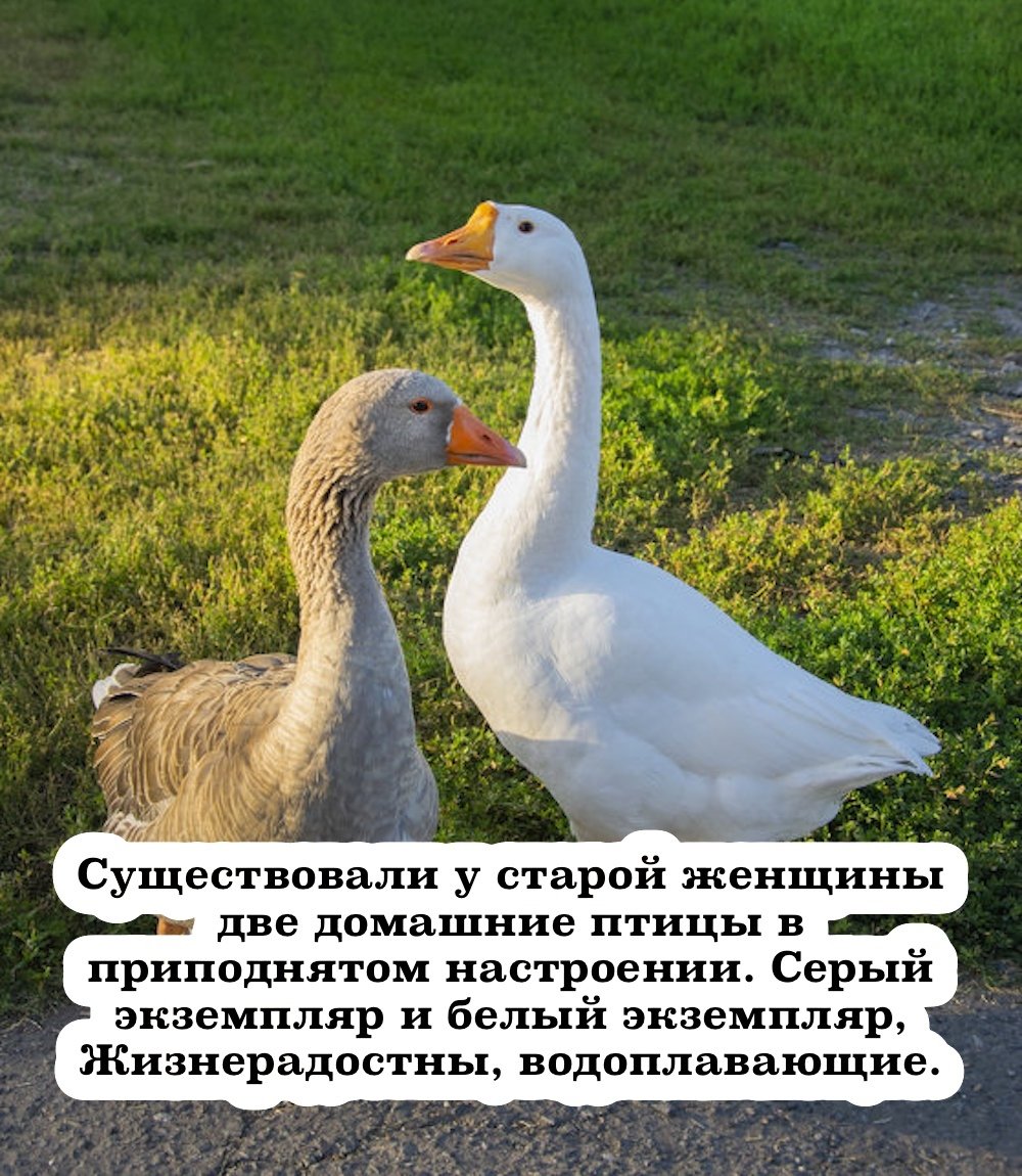 Красный Гусь alphyna