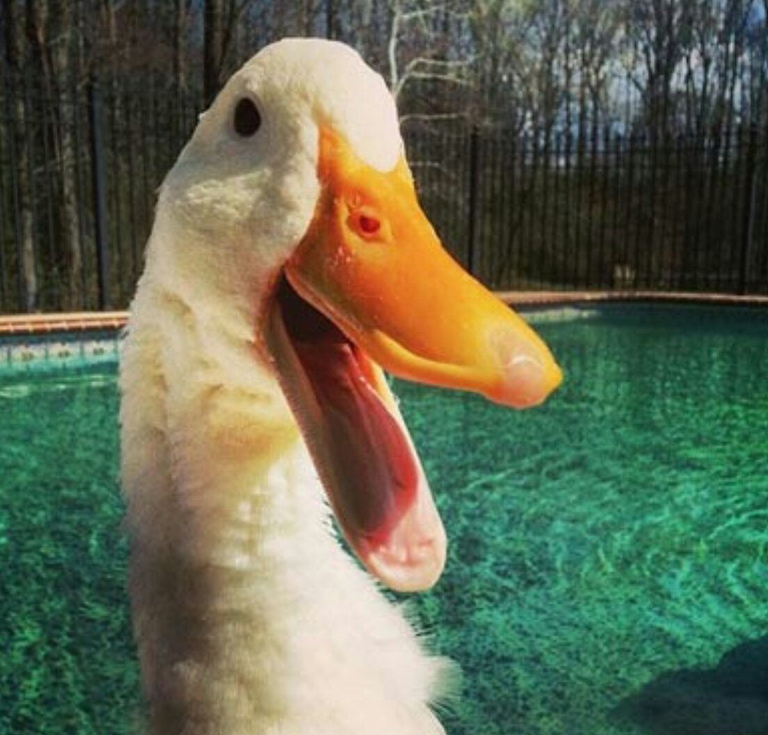 Смешная утка