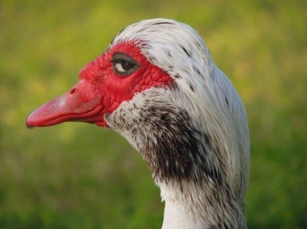 Подозрительный Гусь