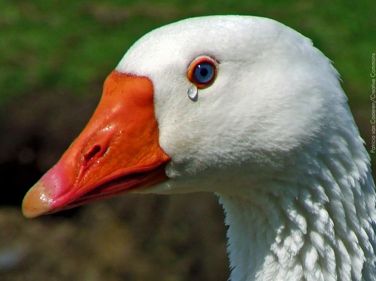 Гусь нападает