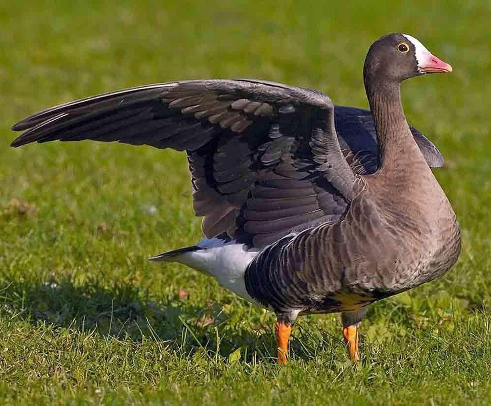 Пискулька Anser erythropus (Linnaeus, 1758)