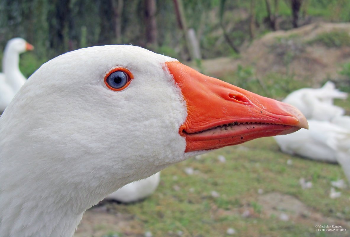 Гусь на аву