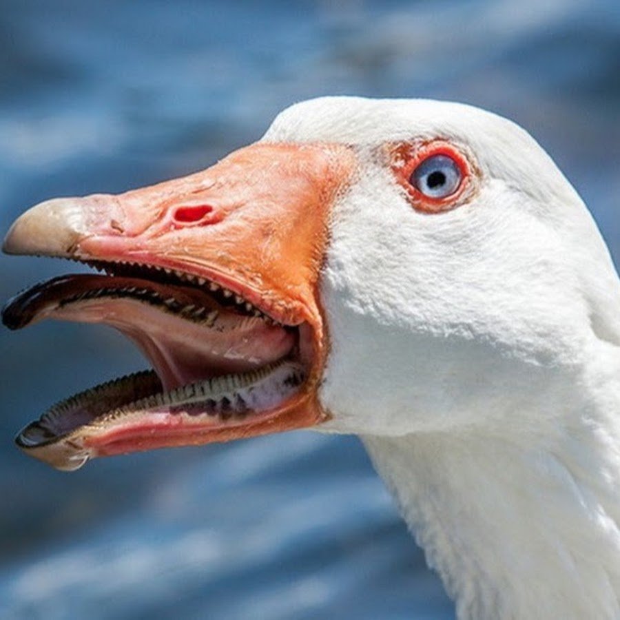 Гусь с красным клювом