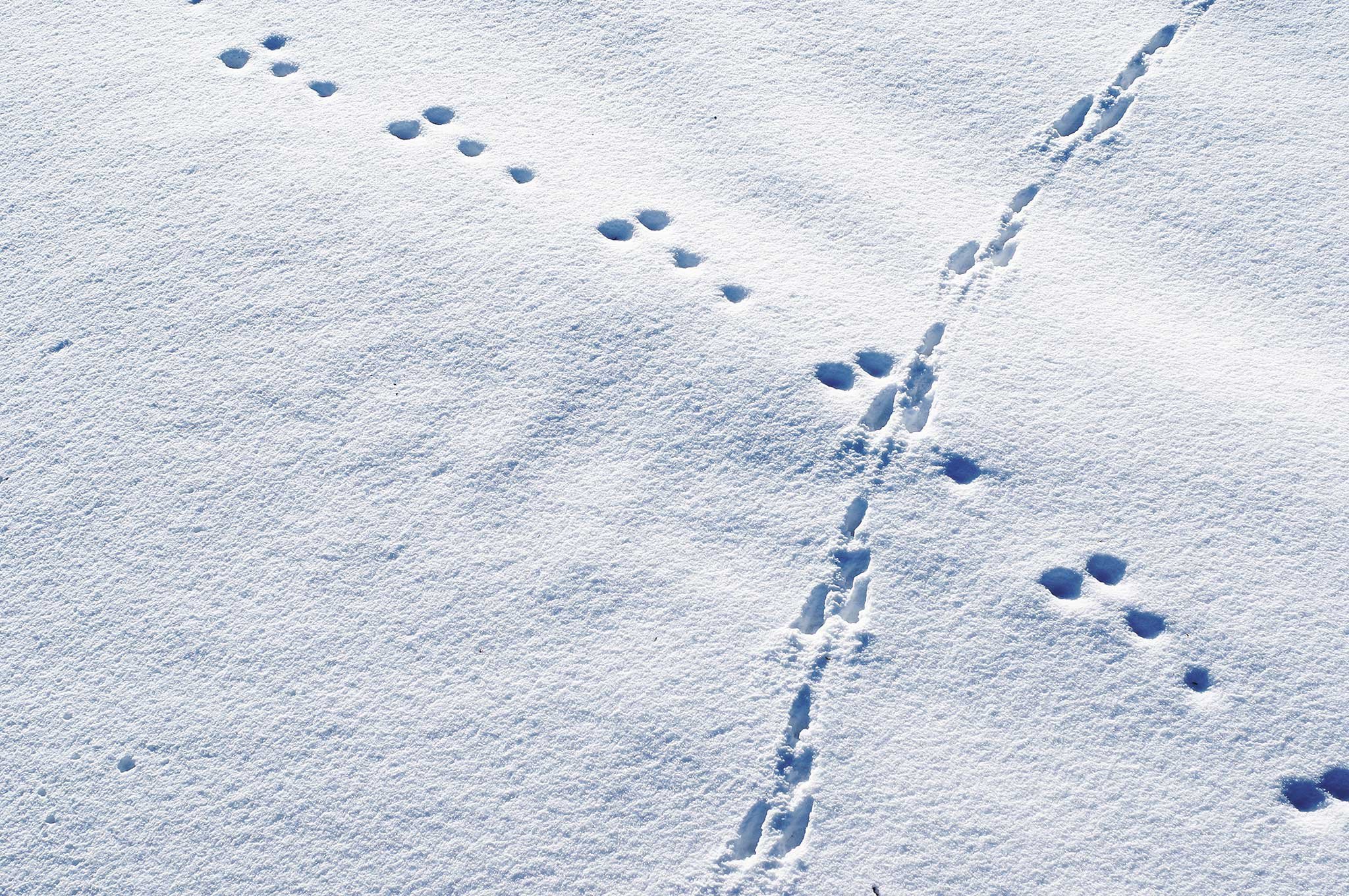 Свежесть следа. Следы на снегу. Следы зайца на снегу. Звериные следы на снегу. Следы животных зимой на снегу.