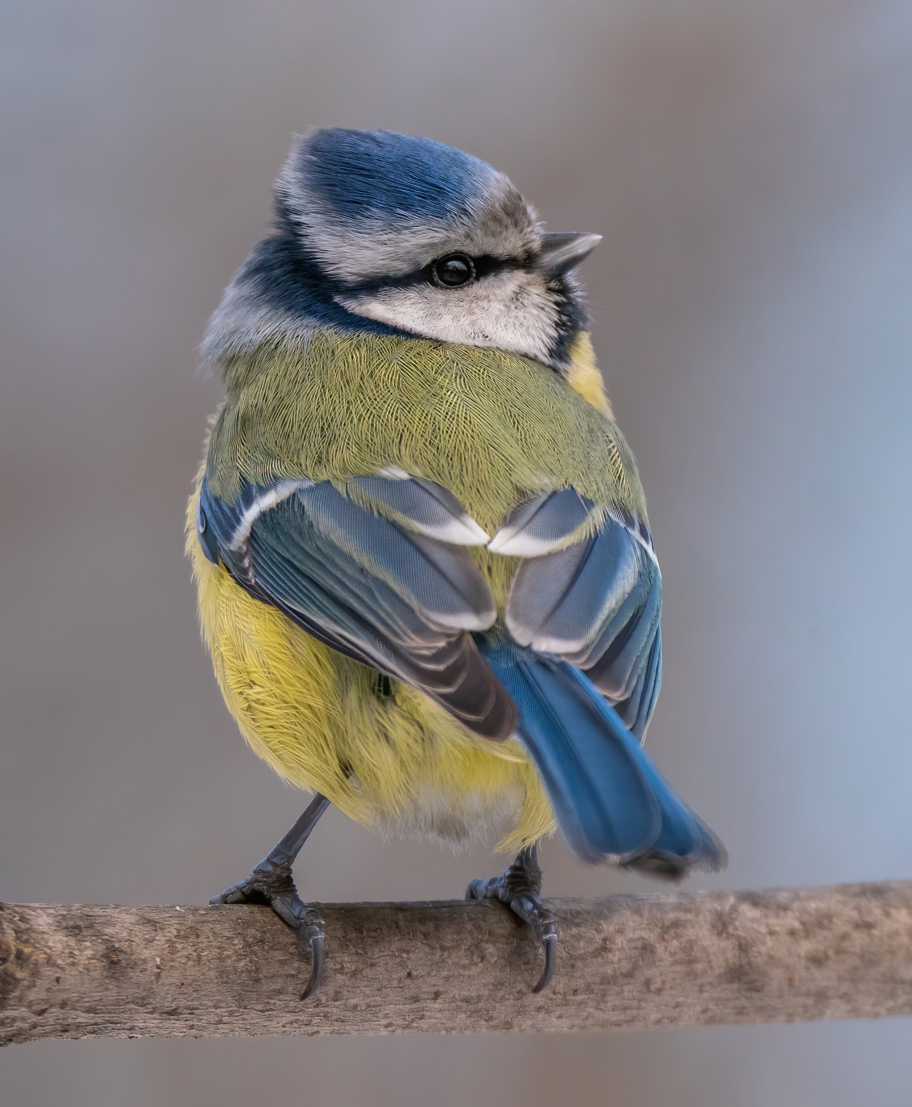Птичка-синичка