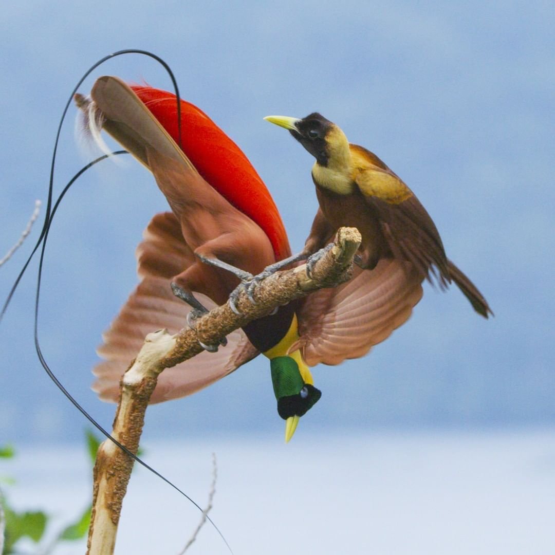 Великолепная щитоносная Райская птица