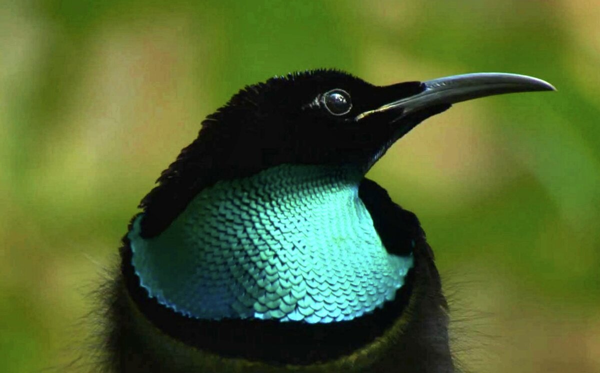 Чудная Райская птица Lophorina superba