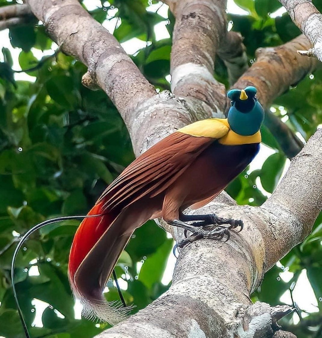 Райская птица Папуа новая Гвинея