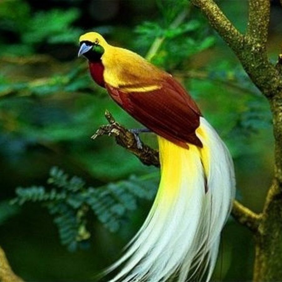 Паротия Кэрол