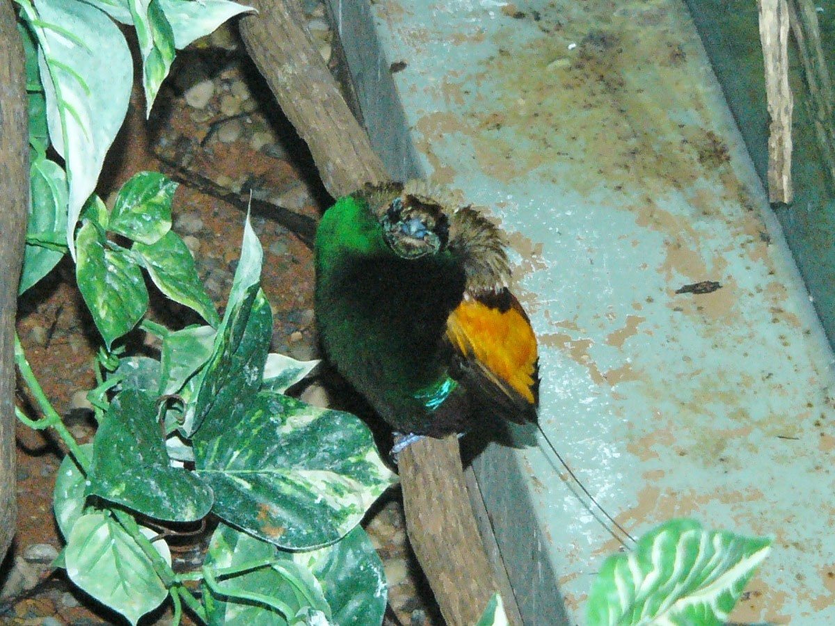 Щитоносная Райская птица Виктории брачный танец