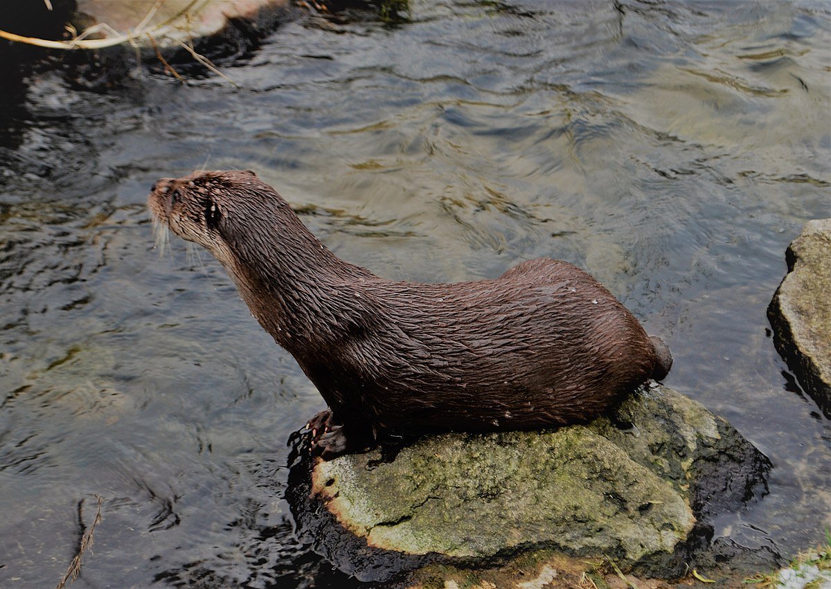 Выдра ондатра нутрия