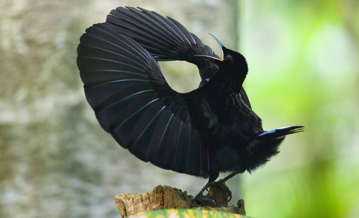 Паротия Кэрол