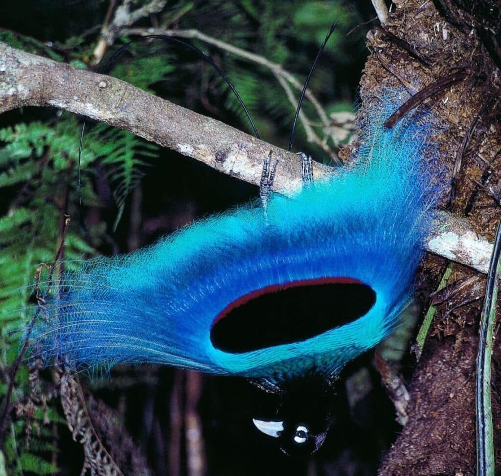 Королевская Райская птица