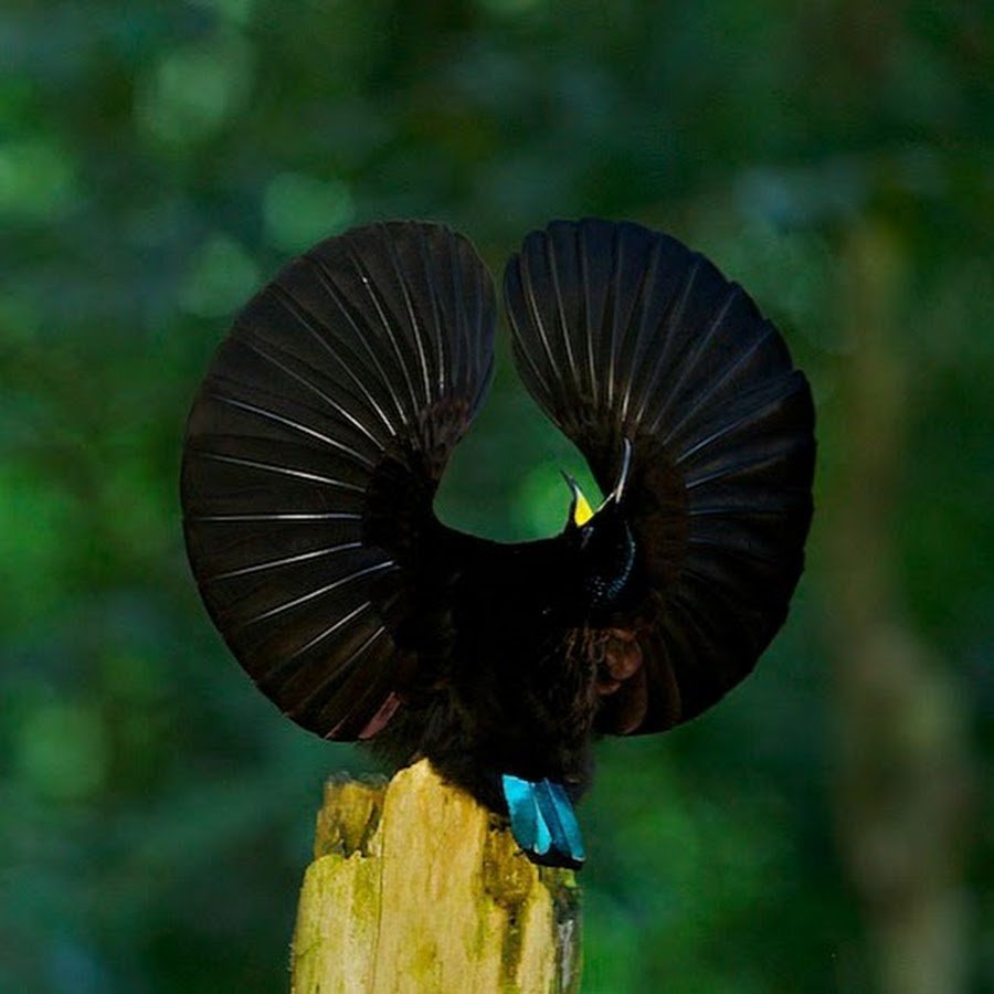 Балийская Райская птица